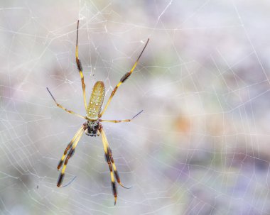 Bahçe Orb Spider bir ağ üzerinde tünemiş avını bekliyor.