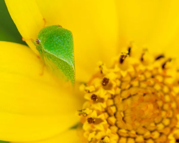 Green Leaf Hopper Sitzt Auf Einer Gelben Blume — Stockfoto