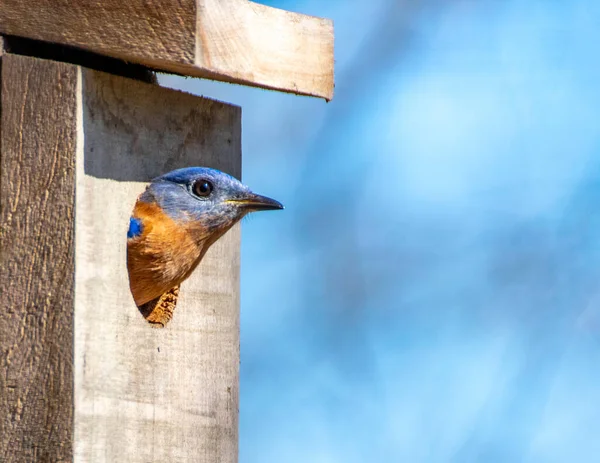 American Blue Bird perched inside a nesting box looking out.