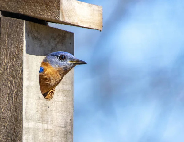 美国蓝鸟栖息在一个鸟巢箱里向外张望 图库照片