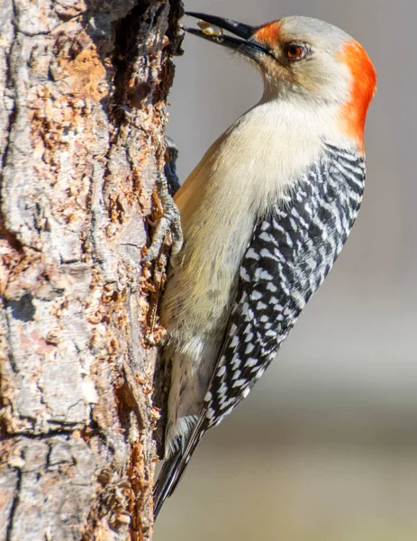 Pájaro Carpintero Vientre Rojo Posado Tronco Árbol Mirando Comida Aves —  Fotos de Stock