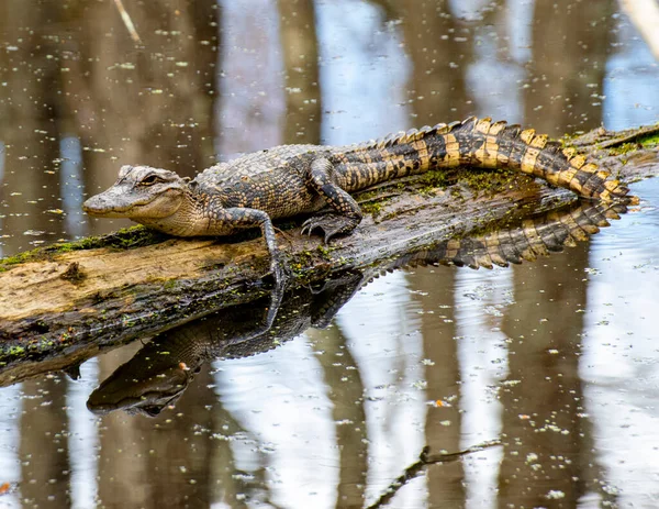 American Alligator Crogiolarsi Sole Tronco — Foto Stock