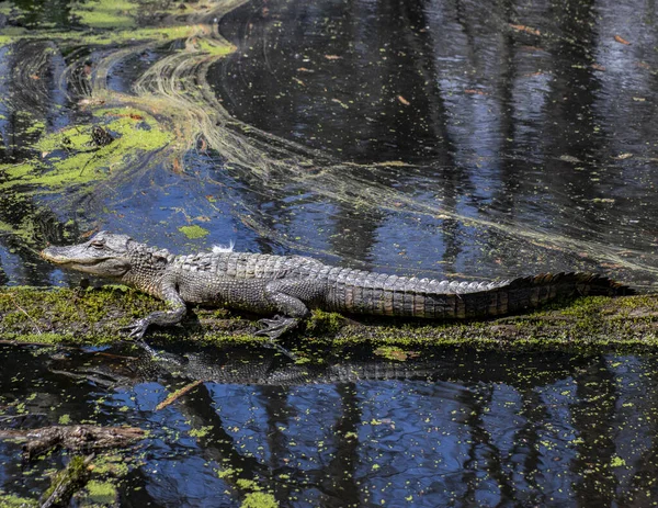 American Alligator Basking Sun Log —  Fotos de Stock