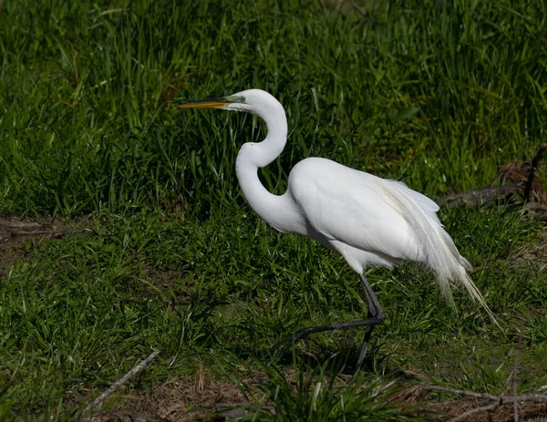 Egret Fishing Shore Swamp — ストック写真