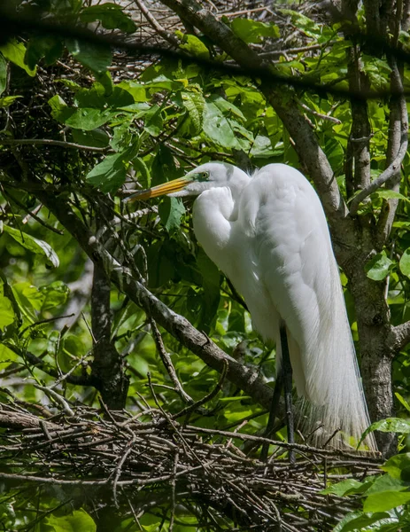 Egrets Nesting Tree Rookery — Stock Photo, Image