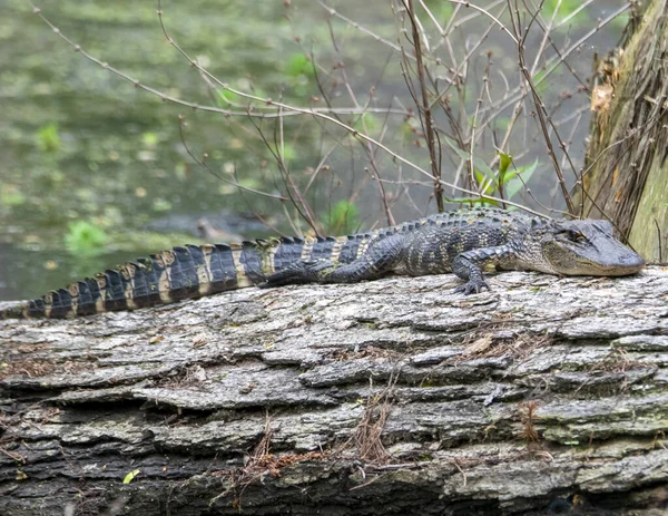 Amerikaanse Alligator Koesteren Zon Een Stam — Stockfoto