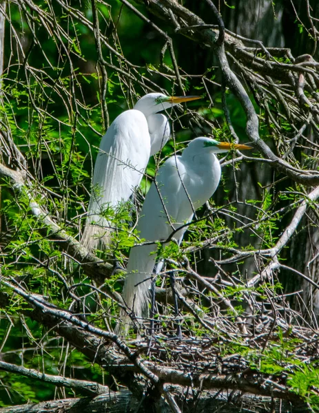 Egrets Aninhando Uma Árvore Uma Rookery — Fotografia de Stock