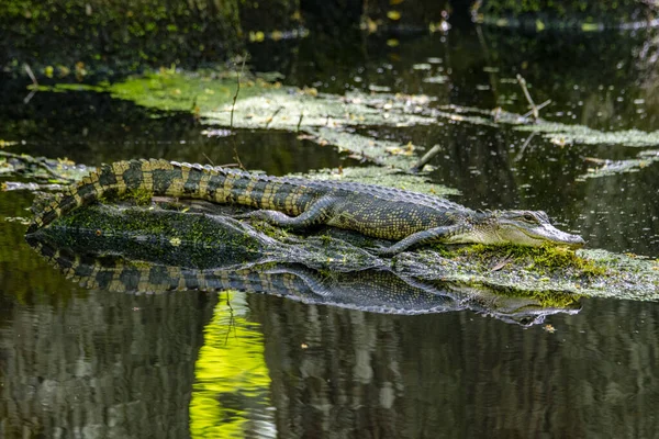 American Alligator Crogiolarsi Sole Tronco — Foto Stock