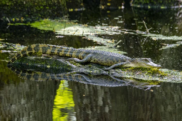 American Alligator Basking Sun Log — стокове фото