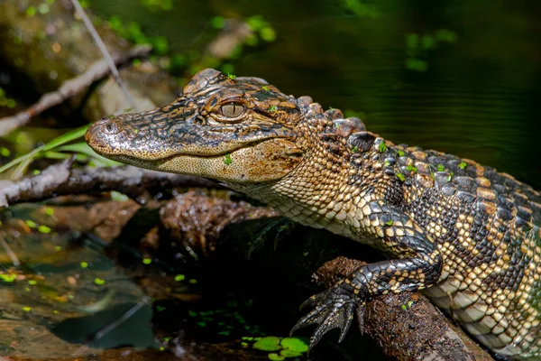 American Alligator Basking Sun Log — 스톡 사진