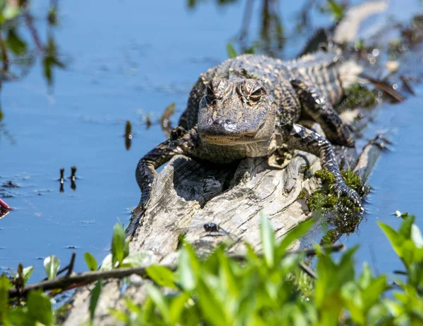 Amerikaanse Alligator Koesteren Zon Een Stam — Stockfoto