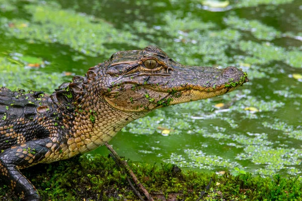 American Alligator Basking Sun Log — 스톡 사진