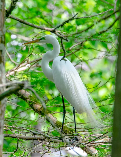 Egrets Aninhando Uma Árvore Uma Rookery — Fotografia de Stock