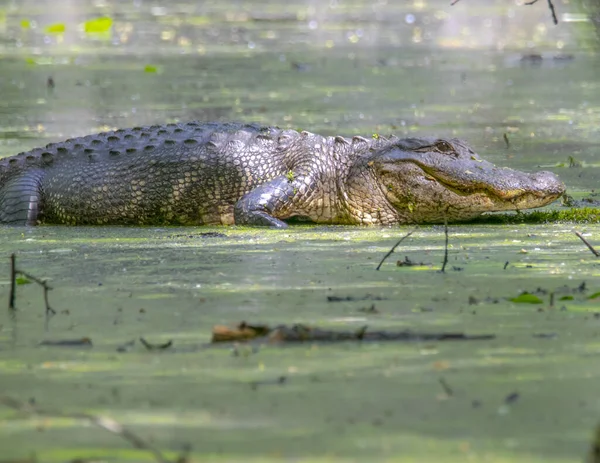 Amerikaanse Alligator Koesteren Zon Een Stam — Stockfoto