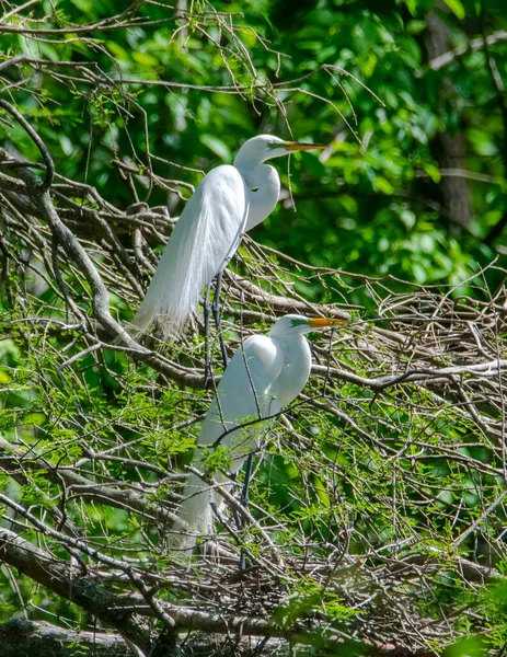 Egrets Aninhando Uma Árvore Uma Rookery — Fotografia de Stock