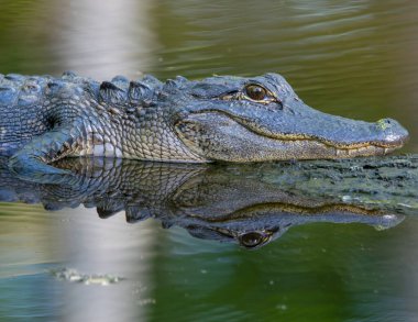 Amerikan Timsahı bir kütüğün üzerinde güneşleniyor..