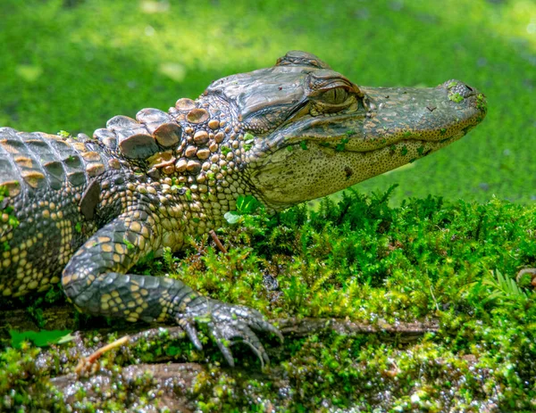 Amerikai Alligátor Sütkérezik Napon Egy Farönkön — Stock Fotó