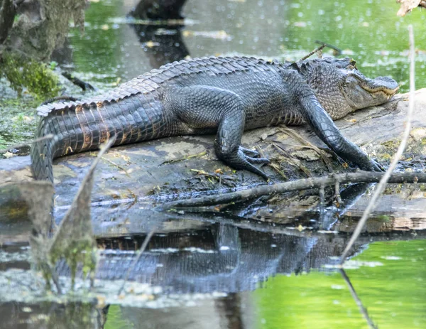 American Alligator Basking Sun Log — ストック写真