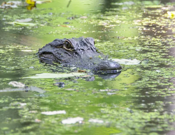 Amerikanischer Alligatorkopf Sitzt Über Dem Wasser Einem Sumpf — Stockfoto