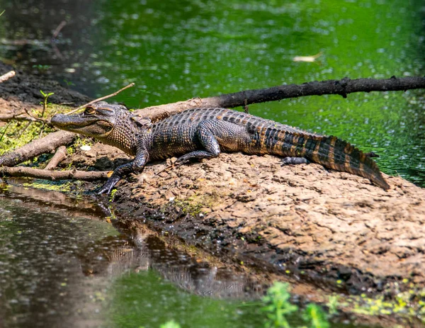American Alligator Basking Sun Log — Stockfoto