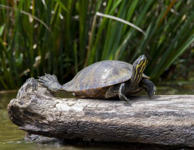 Painted Turtle perched on a log looking up.