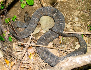 Water Snake Resting on the edge of a creek waiting for orey.