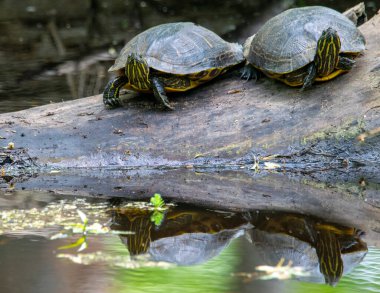 Painted Turtle pair basking in the sun on a log.