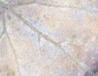 Sanat veya duvar kağıdında kullanmak için Yaprak Arkaplan Resmi.