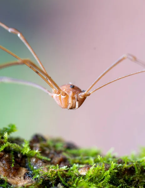 Daddy Long Legs Spider Makro Zblízka Sedí Listě Rostliny — Stock fotografie