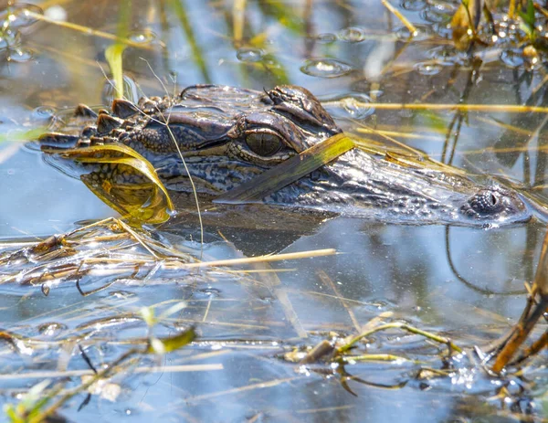 Amerikaanse Alligator Hoofd Zittend Boven Het Water Een Moeras — Stockfoto