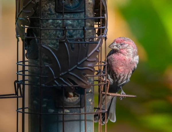 Finch Fioletowy Usiadł Karmniku Dla Ptaków Świetle Słonecznym — Zdjęcie stockowe