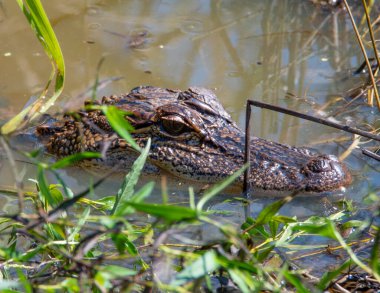 Amerikan Timsah Başı bir bataklıkta suyun üzerinde oturuyor..