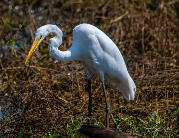 Egret Standing Swamp Waiting Prey Water — ストック写真