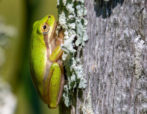 树蛙栖息在阳光下的木制栅栏上 — 图库照片