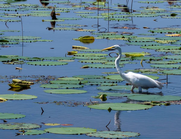 Egret Standing Swamp Waiting Prey Water — Stock Photo, Image