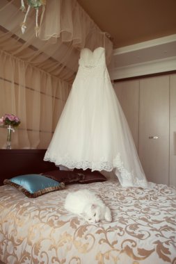 Gelin elbise ve beyaz kedi