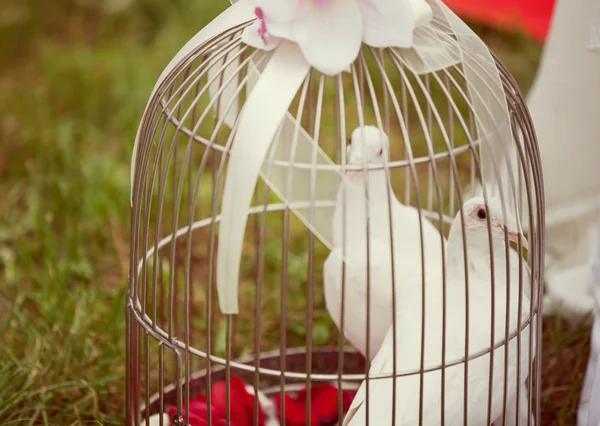 2 つの結婚式鳩 — ストック写真