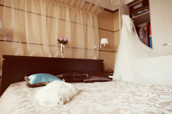 Bruids jurk en witte kat — Stockfoto