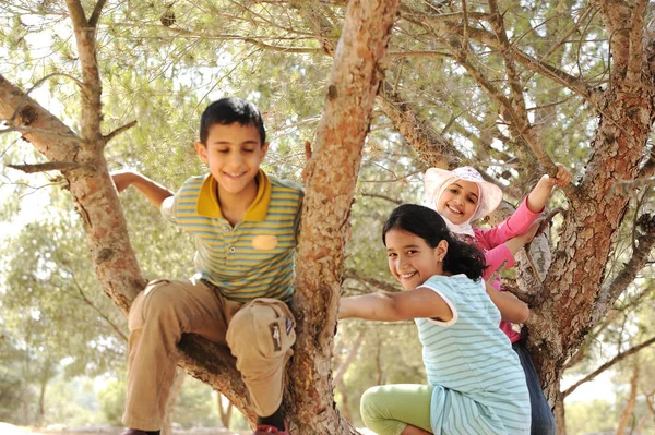 Niños jugando y trepando al árbol —  Fotos de Stock