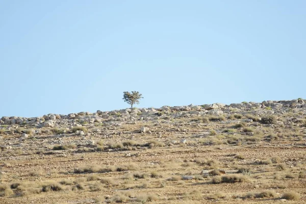 Campo vuoto molto asciutto Immagine Stock