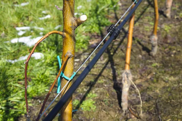 Apple trees with irrigation system — Stock Photo, Image