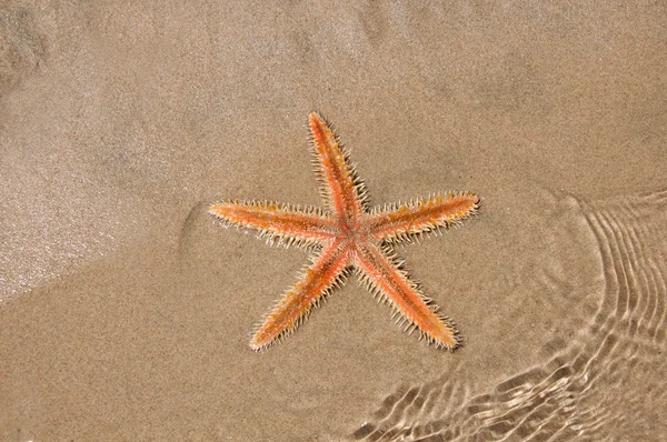 Canlı deniz yıldızı kum