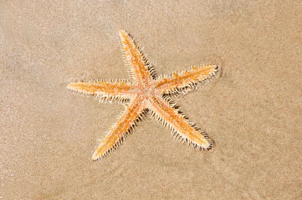 Live sea star in het zand — Stockfoto