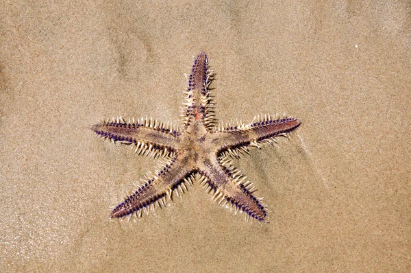 Żywo gwiazda morza w piasku — Zdjęcie stockowe