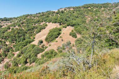 Sekoya Ulusal Parkı