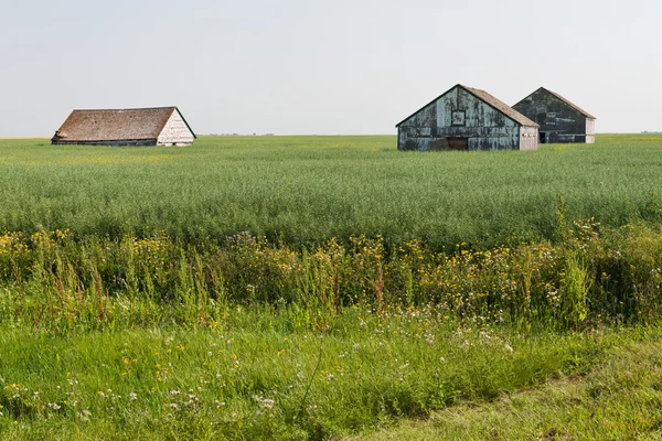 Hoog graan — Stockfoto