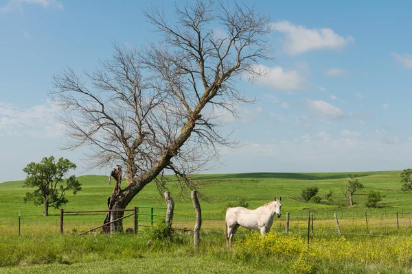 Caballo — Foto de Stock