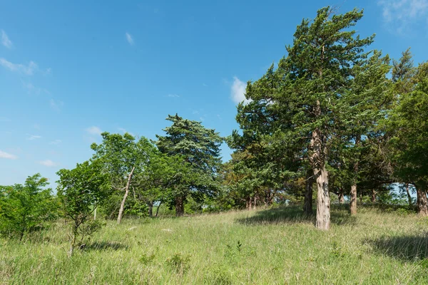 Bosques —  Fotos de Stock