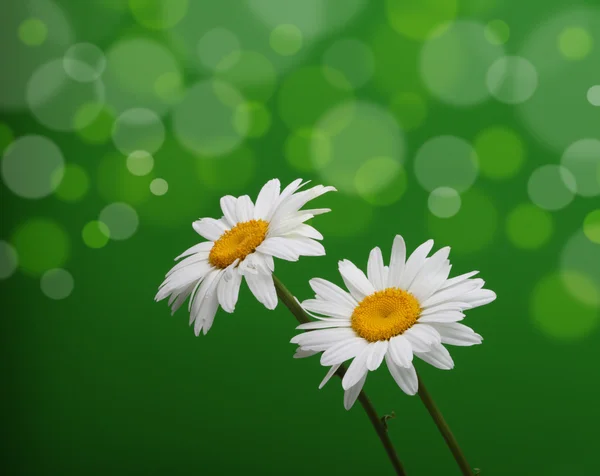 Kamillenblüte auf Grün — Stockfoto