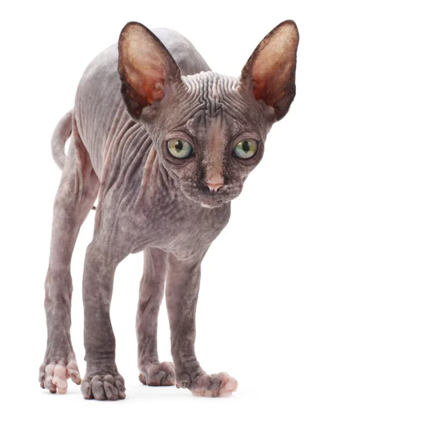 Sphinx bald cat — Stock Photo, Image